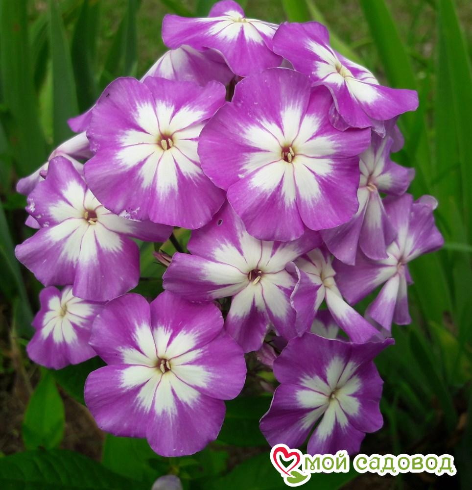 Интенсивный аромат с нотами фруктов и цветов